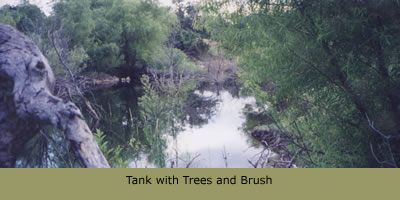 Tank with Trees and Brush