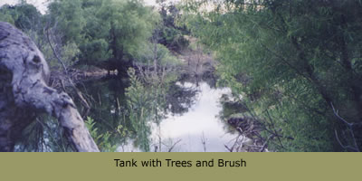 Tank with trees and brush